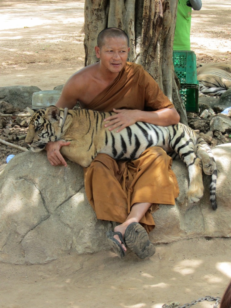 tigrethailandia_boradescobrir